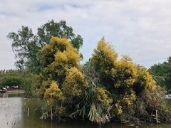 -大湾区中央湿地公园