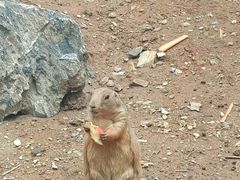 -大连森林动物园