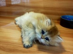 -猫十亿·布偶金渐层·曼基康矮脚猫舍(青年路店)