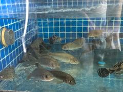 -千岛湖小鱼儿·淳安匠心农家菜