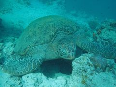 -卡帕莱度假村(西巴丹岛)