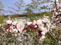 -咸阳湖景区-古渡公园