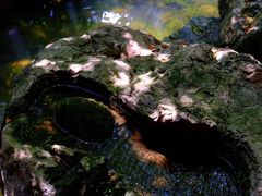 -鱼桥巷·美学川菜