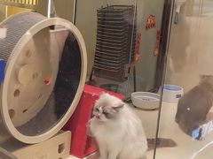-momokira米努特·德文卷毛猫·棉花面纱犬