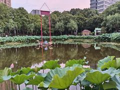 -陈家山荷花公园