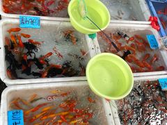 -清平路水族市场