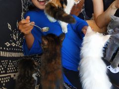 -平行世界·猫咖(首经贸店)