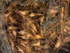 -海峡水产品交易中心(海鲜交易区)