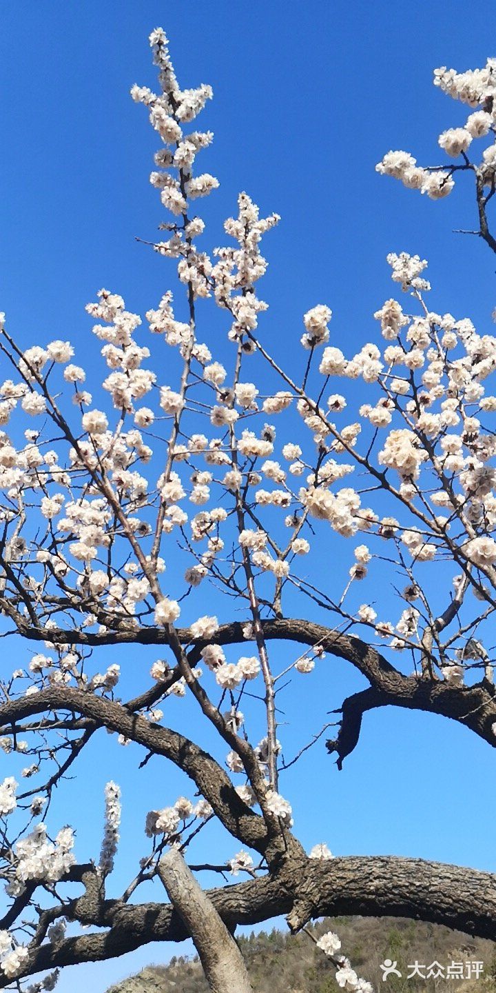 各種山花,通過百度知道了哪個是桃花,杏花