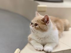 -飞行喵MR PILOT|猫舍·猫咖(静安大融城店)