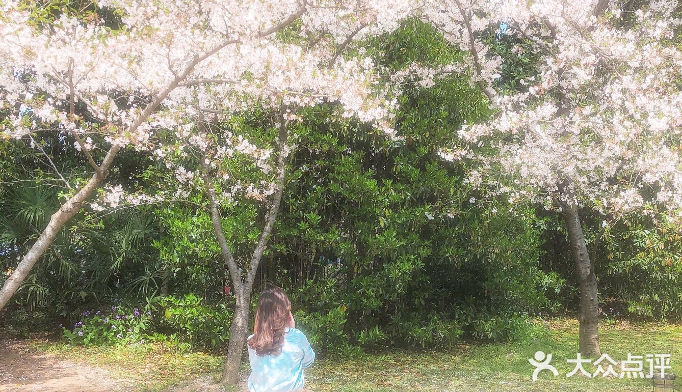 鼋头渚是春天里最梦幻的浪漫