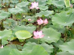 -长安上水缘度假庄园