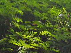 -云溪植物园
