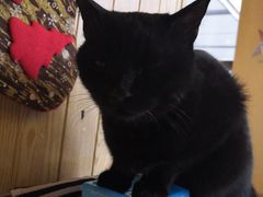-猫小院猫主题餐厅(三里屯店)