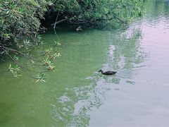 -吴淞炮台湾湿地森林公园烧烤区
