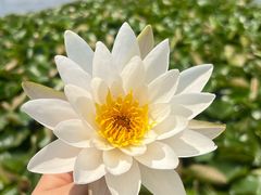 -白洋淀景区
