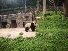 -都江堰中华大熊猫苑