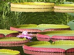 -国家植物园南园