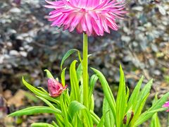 -崇圣寺三塔文化旅游区