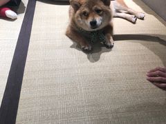 -逗柴咖啡屋·狗咖猫咖宠物桌游