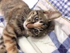 -萌兽医馆·宠物医院·猫骨科(创景店)