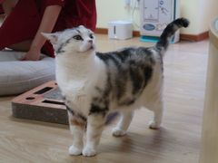 -猫和宫(六道口店)