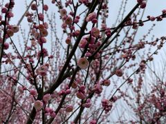 -香雪海