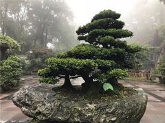 -南山植物园