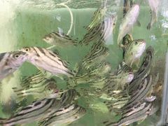 -蚝乡农庄(铁涌赤岸店)