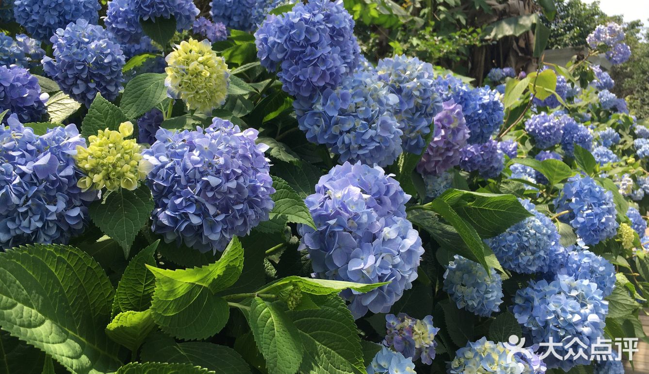 漫步海蒂花园绣球花小径