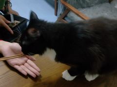 -猫色咖啡·猫咖