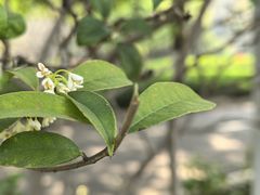 -广东花都湖国家湿地公园