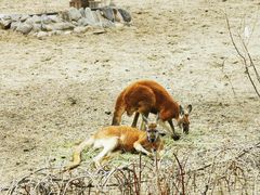 -北京野生动物园