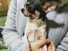 -藦茜花园宠物主题亲子互动体验馆(国顺东路店)