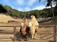 -沈阳森林动物园