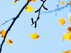 -三里屯东五街银杏大道