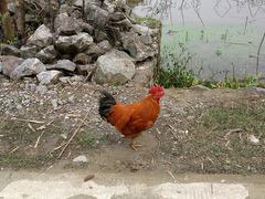 -乡巴佬鼎锅饭