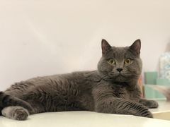 -艾贝尔宠物医院·24H转诊中心·肿瘤猫专科(江宁双龙店)