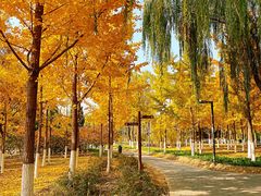 -大兴滨河森林公园