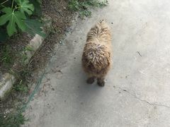 -樂桃源奉贤黄桃种植采摘基地