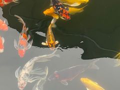 -千岛湖鱼味馆(十字街总店)