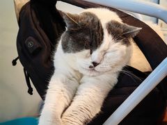-Cappucimeow猫咪咖啡馆(韦伯时代店)