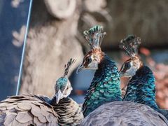 -J Create城市露营咖啡·简餐·宠物(上海动物园店)