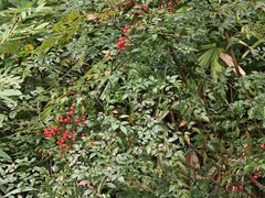 -三门江国家森林公园