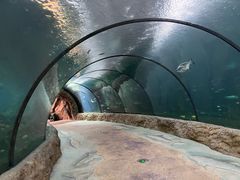 -珠海长隆海洋王国