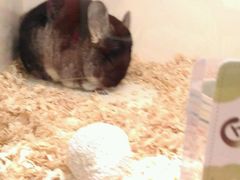 -龙猫仔乐园(惠福东路店)