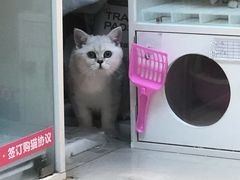 -lincat·猫舍(广州店)