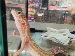 -柴源莊·柴小宠柴犬咖啡