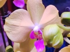 -花鸟鱼虫鲜花绿植市场(玉泉路店)