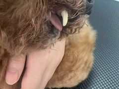 -嘉馨宠物医院·CT影像转诊·心脏科·犬猫全科诊疗中心(下沙大学城院区)